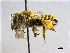  (Megachile melanopyga - NHMW-HYM 430)  @14 [ ] Unspecified (default): All Rights Reserved (2017) Unspecified Natural History Museum Vienna