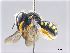  (Pseudoanthidium nanum - NHMW-HYM 541)  @15 [ ] Unspecified (default): All Rights Reserved (2017) Unspecified Natural History Museum Vienna