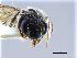 ( - NHMW-HYM 637)  @12 [ ] Unspecified (default): All Rights Reserved (2017) Unspecified Natural History Museum Vienna