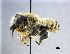  (Megachile lagopoda - NHMW-HYM 719)  @14 [ ] Unspecified (default): All Rights Reserved (2017) Unspecified Natural History Museum Vienna