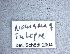  ( - NHMW-HYM 868)  @11 [ ] Unspecified (default): All Rights Reserved (2017) Unspecified Natural History Museum Vienna