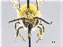  ( - NHMW-Hym 1981)  @12 [ ] CreativeCommons  Attribution Non-Commercial (by-nc) (2017) Unspecified Natural History Museum Vienna