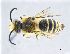  (Colletes brevigena - NHMW-Hym 1981)  @13 [ ] CreativeCommons  Attribution Non-Commercial (by-nc) (2017) Unspecified Natural History Museum Vienna