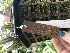  ( - ORDNA00099)  @11 [ ] Copyright (2018) Unspecified Atlanta Botanical Garden