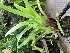 ( - ORDNA00449)  @11 [ ] Copyright (2019) Unspecified Atlanta Botanical Garden