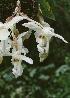  ( - ORDNA00203)  @11 [ ] Copyright (2019) Unspecified Atlanta Botanical Garden