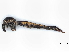  ( - BIOUG56887-H10)  @11 [ ] CreativeCommons - Attribution (2021) CBG Photography Group Centre for Biodiversity Genomics