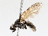  ( - BIOUG56890-D05)  @11 [ ] CreativeCommons - Attribution (2021) CBG Photography Group Centre for Biodiversity Genomics