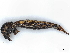  ( - BIOUG56891-H11)  @11 [ ] CreativeCommons - Attribution (2021) CBG Photography Group Centre for Biodiversity Genomics
