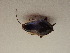  (Phyllodromica maculata - Blatt41)  @11 [ ] Unspecified (default): All Rights Reserved  Unspecified Unspecified