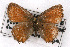  ( - CSU-CPG-LEP001107)  @13 [ ] CreativeCommons - Attribution (2009) Unspecified Unspecified