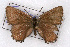  ( - CSU-CPG-LEP001114)  @13 [ ] CreativeCommons - Attribution (2009) Unspecified Unspecified