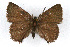  ( - CSU-CPG-LEP001117)  @13 [ ] CreativeCommons - Attribution (2009) Unspecified Unspecified