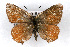  ( - CSU-CPG-LEP001133)  @12 [ ] CreativeCommons - Attribution (2009) Unspecified Unspecified