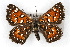  (Apodemia mormo cythera - CSU-CPG-LEP001166)  @14 [ ] CreativeCommons - Attribution (2009) Unspecified Unspecified
