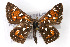  ( - CSU-CPG-LEP001184)  @13 [ ] CreativeCommons - Attribution (2009) Unspecified Unspecified
