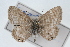  ( - CSU-CPG-LEP001203)  @13 [ ] CreativeCommons - Attribution (2009) Unspecified Unspecified
