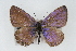  ( - CSU-CPG-LEP001205)  @14 [ ] CreativeCommons - Attribution (2009) Unspecified Unspecified