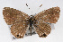  (Echinargus - CSU-CPG-LEP001222)  @14 [ ] CreativeCommons - Attribution (2009) Unspecified Unspecified