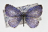  (Celastrina - CSU-CPG-LEP001236)  @15 [ ] CreativeCommons - Attribution (2009) Unspecified Unspecified