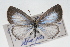  ( - CSU-CPG-LEP001248)  @13 [ ] CreativeCommons - Attribution (2009) Unspecified Unspecified