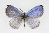  ( - CSU-CPG-LEP001250)  @14 [ ] CreativeCommons - Attribution (2009) Unspecified Unspecified