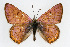  ( - CSU-CPG-LEP001259)  @13 [ ] CreativeCommons - Attribution (2009) Unspecified Unspecified