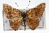  (Curvie - CSU-CPG-LEP001297)  @15 [ ] CreativeCommons - Attribution (2009) Unspecified Unspecified