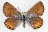  (Plebulina - CSU-CPG-LEP001364)  @13 [ ] CreativeCommons - Attribution (2009) Unspecified Unspecified