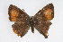  (Satyrium favonius ontario - CSU-CPG-LEP001428)  @14 [ ] CreativeCommons - Attribution (2009) Unspecified Unspecified