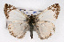  (Heliopetes lavianus - CSU-CPG-LEP001499)  @14 [ ] CreativeCommons - Attribution (2009) Unspecified Colorado State University