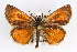  (Ancyloxypha arene - CSU-CPG-LEP001546)  @14 [ ] CreativeCommons - Attribution (2009) Unspecified Colorado State University