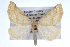  (Pherne sperryi - CSU-CPG-LEP001627)  @14 [ ] CreativeCommons - Attribution (2009) Unspecified Unspecified