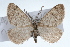  (Animomyia cf. smithii - CSU-CPG-LEP001643)  @14 [ ] CreativeCommons - Attribution (2009) Unspecified Unspecified