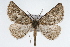  (Nemeris speciosa - CSU-CPG-LEP001652)  @14 [ ] CreativeCommons - Attribution (2009) Unspecified Unspecified