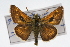 ( - CSU-CPG-LEP001694)  @14 [ ] CreativeCommons - Attribution (2009) Unspecified Unspecified