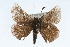  (Amblyscirtes aenus - CSU-CPG-LEP001728)  @13 [ ] CreativeCommons - Attribution (2009) Unspecified Unspecified