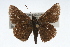  (Amblyscirtes belli - CSU-CPG-LEP001732)  @14 [ ] CreativeCommons - Attribution (2009) Unspecified Unspecified