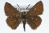  (Amblyscirtes phylace - CSU-CPG-LEP001737)  @15 [ ] CreativeCommons - Attribution (2009) Unspecified Unspecified