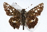  (Thespieus macareus - CSU-CPG-LEP001753)  @14 [ ] CreativeCommons - Attribution (2009) Unspecified Unspecified