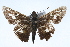  ( - CSU-CPG-LEP001754)  @14 [ ] CreativeCommons - Attribution (2009) Unspecified Unspecified