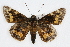 (Agathymus baueri - CSU-CPG-LEP001766)  @15 [ ] CreativeCommons - Attribution (2009) Unspecified Unspecified