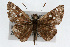  (Amblyscirtes tolteca - CSU-CPG-LEP001771)  @14 [ ] CreativeCommons - Attribution (2009) Unspecified Unspecified