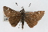  (Amblyscirtes eos - CSU-CPG-LEP001780)  @14 [ ] CreativeCommons - Attribution (2009) Unspecified Unspecified