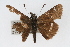  ( - CSU-CPG-LEP001781)  @13 [ ] CreativeCommons - Attribution (2009) Unspecified Unspecified