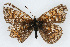  ( - CSU-CPG-LEP001883)  @12 [ ] CreativeCommons - Attribution (2009) Unspecified Unspecified