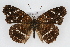  (Anthanassa texana - CSU-CPG-LEP001907)  @15 [ ] CreativeCommons - Attribution (2009) Unspecified Unspecified