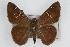  (Cogia outis - CSU-CPG-LEP002086)  @13 [ ] CreativeCommons - Attribution (2009) Unspecified Colorado State University