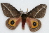  (Automeris zephyria - CSU-CPG-LEP002265)  @15 [ ] CreativeCommons - Attribution (2009) Unspecified Colorado State University