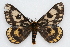  (Hemileuca eglanterina annulata - CSU-CPG-LEP002283)  @15 [ ] CreativeCommons - Attribution (2009) Unspecified Colorado State University